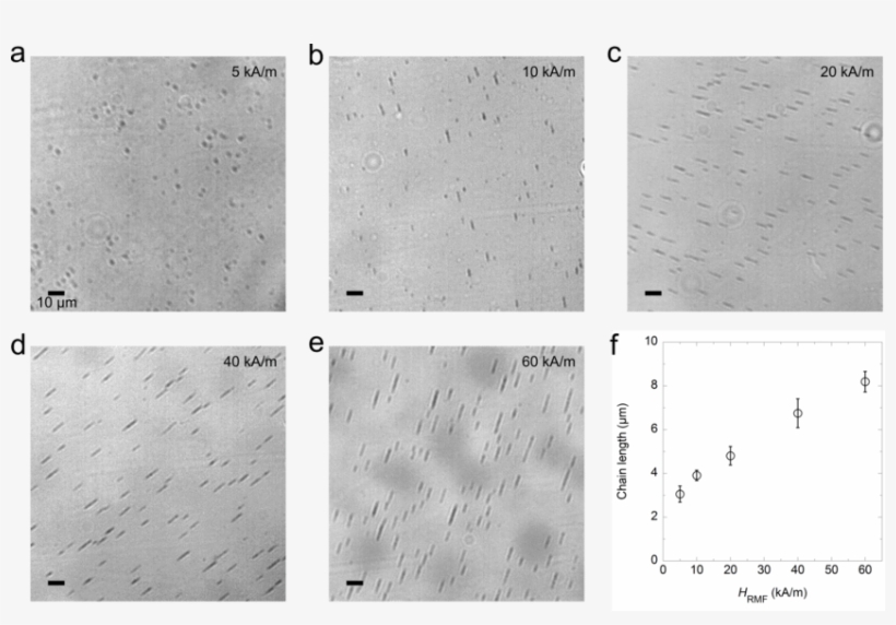 Observation Of Magnetic Chains In An Optical Microscope - Architecture, transparent png #3275271