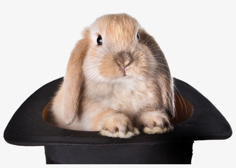Rabbit Hat Transparent Background Png - Rabbit Out Of My Hat, transparent png #3275685