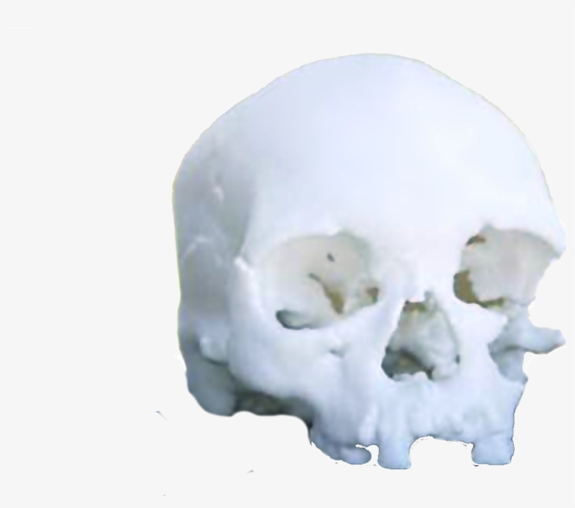 File - 3dskull - National Museum, transparent png #3276844