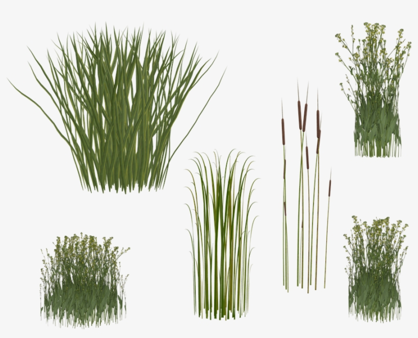 Grass, Reed, Png, Isolated, Green, Grasses - Caña Png Planta, transparent png #3278176