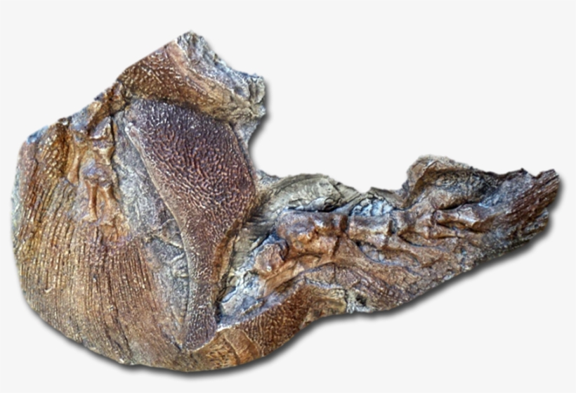 2 2 - Alligator, transparent png #3279691