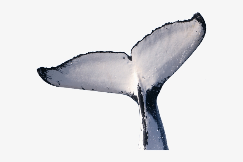 Whale Transparent Images - Humpback Whale Tail Png, transparent png #3280577