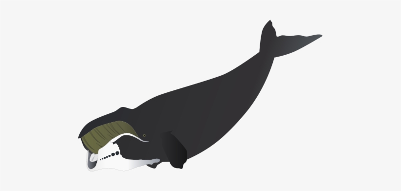 Bowhead Whale Drawing - Bowhead Whale, transparent png #3280894