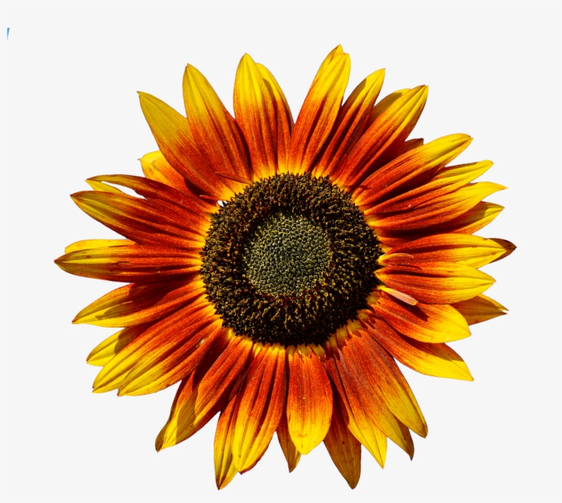 Common Sunflower, transparent png #3280998