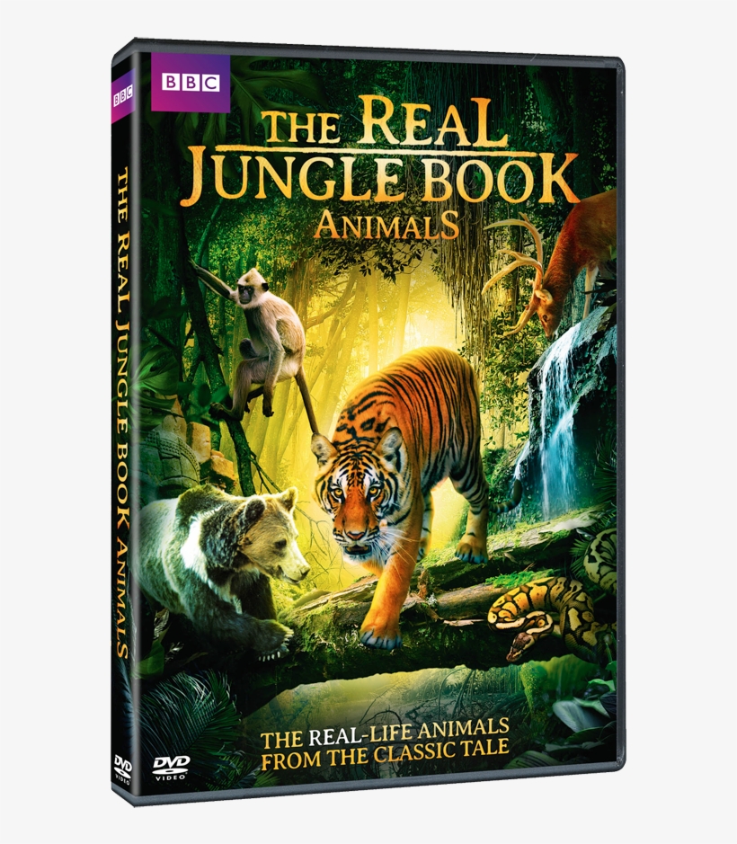 The Real Jungle Book Animals - Real Jungle Book Animals, transparent png #3281879