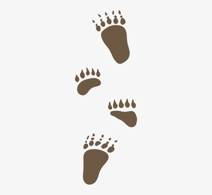Black Bear Claw Marks Are Not Always Visible, transparent png #3282370