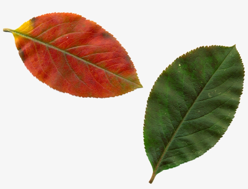 Framed Art For Your Wall Nature Trees Leaves Autumn - Feuilles D Automne Png, transparent png #3283221