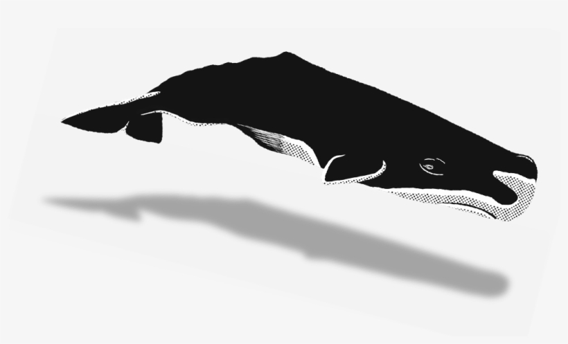 Share - Humpback Whale, transparent png #3285545