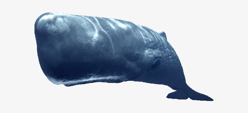 En, Fish, Ocean, Sea, Whale - Sperm Whale Transparent, transparent png #3285647