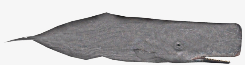 Sperm Whale Variants - Skateboard Deck, transparent png #3285648