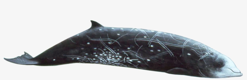 Sperm Whales Beaked Whales - Cuvier's Beaked Whale, transparent png #3285651