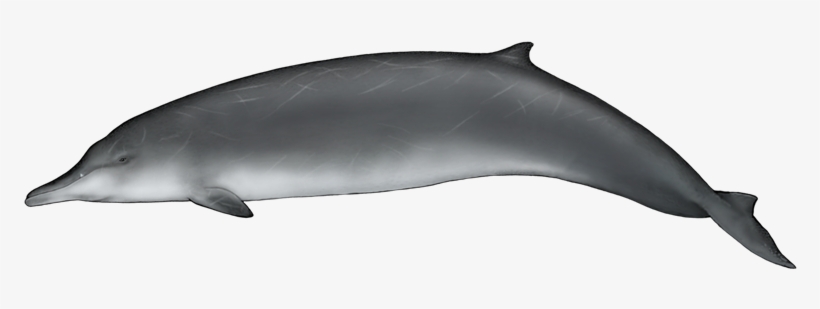 It Was The First Of The Beaked Whales To Be Discovered - Qual É A Cor Da Baleia, transparent png #3285799