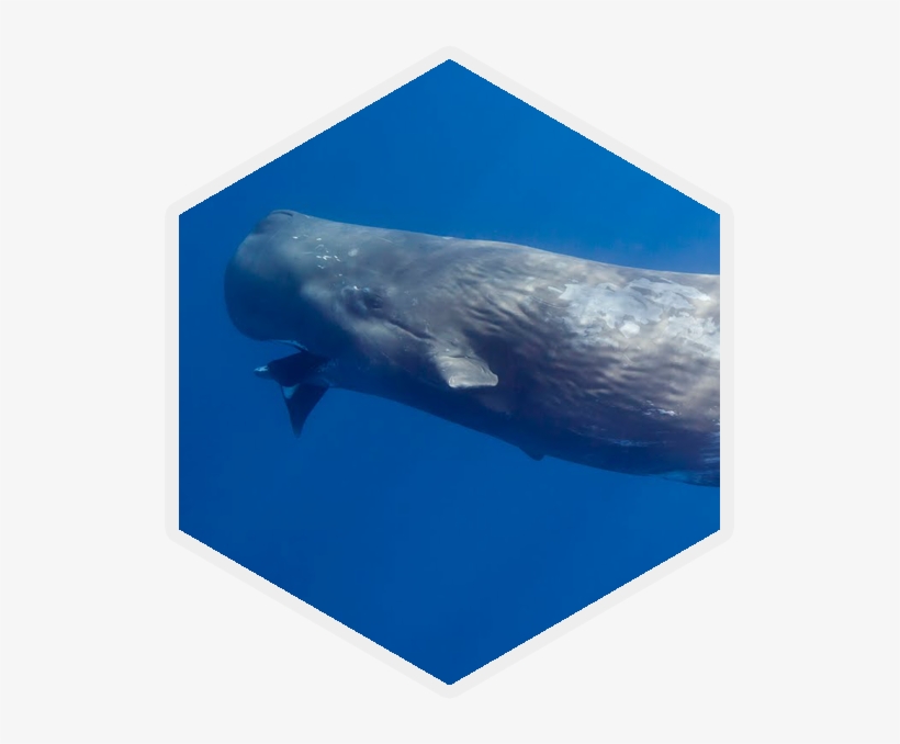 Sperm Whale - Cephalopod, transparent png #3285817