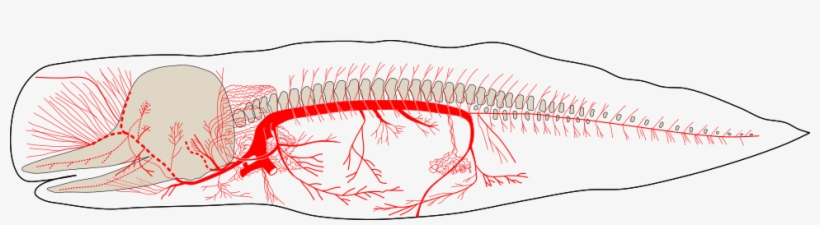 Sperm Whale Fetus Arterial System - Sperm Whale Circulatory System, transparent png #3285866