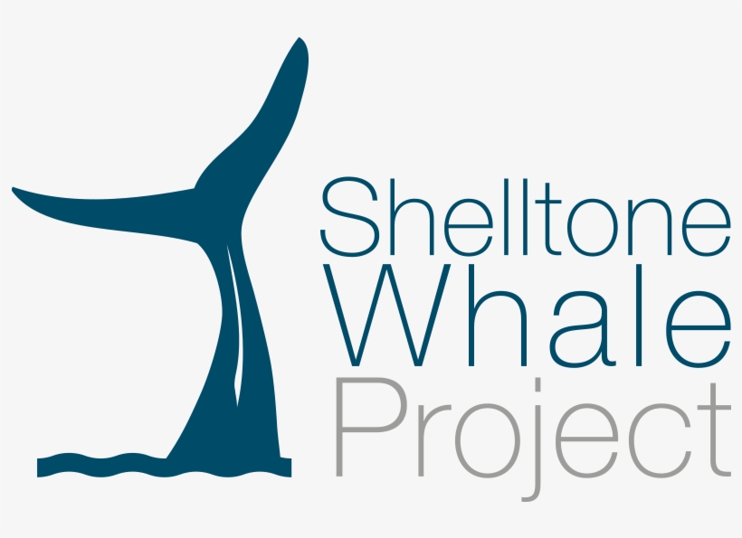 Whale, Dolphin And Sperm Whale Watching In Guadeloupe, - Square One Resources, transparent png #3285867