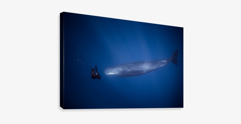 Encounter With Sperm Whales - Blue Whale, transparent png #3285869