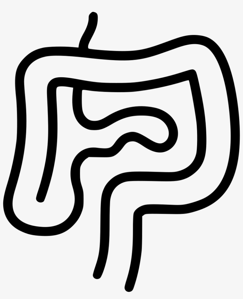 Intestines Digestion Gastroenterology Internal Organs - Organ, transparent png #3286062