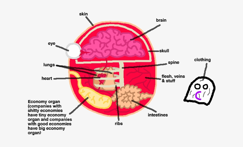 Companyball Anatomy - Creative Economy, transparent png #3286266
