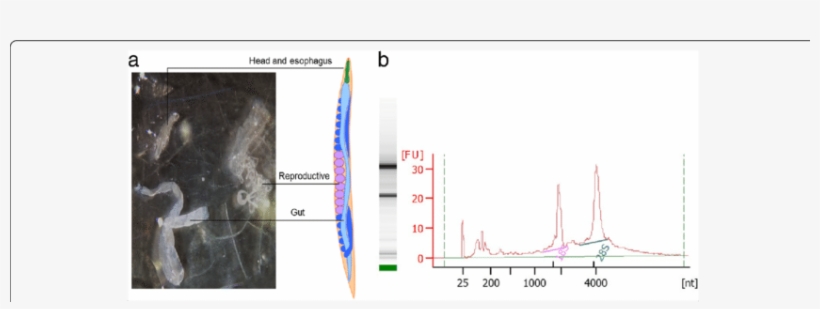 The Intestines Were Isolated From A - Fig.1, transparent png #3286372
