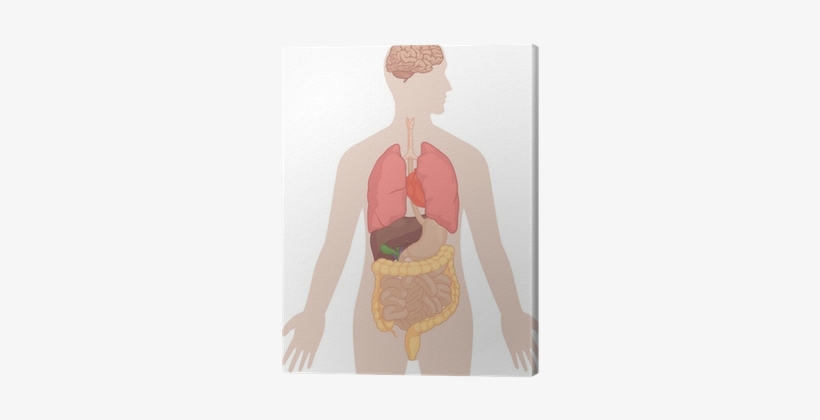 Human Body Anatomy - Body Diagram With Heart And Lungs, transparent png #3286478