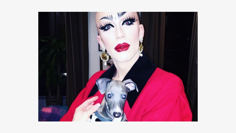 Whippet, transparent png #3286972