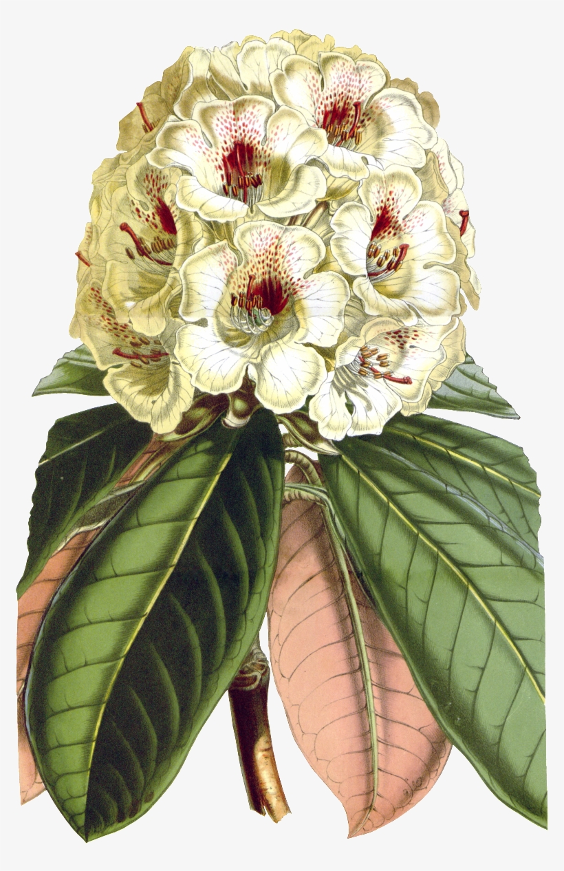 Delicate And Beautiful Gorgeous Vintage Painted Flowers - Botanical Illustration, transparent png #3288910