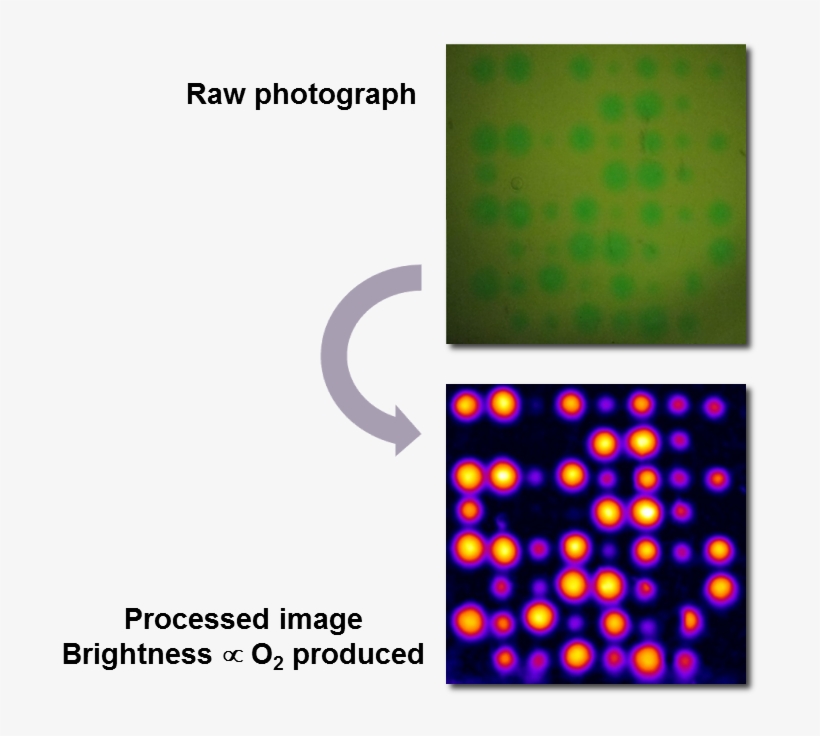 The Harpoon Project Was Established By Professor Shannon - Experiment, transparent png #3292389