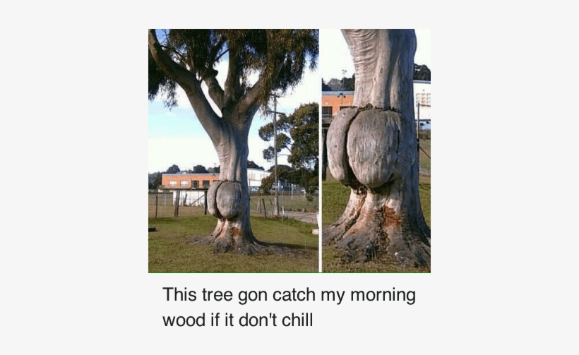Chill, Tree, And Trees - Junk Meme, transparent png #3293593