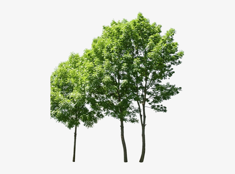 Bethesda Apartments - Row Of Trees Transparent, transparent png #3294366