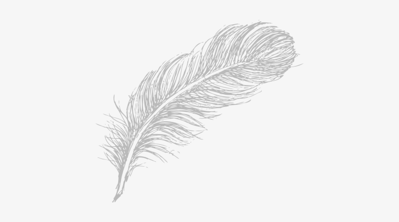 Feather Drawing Png, transparent png #330100
