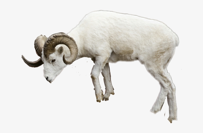 Report Abuse - Sheep, transparent png #330220