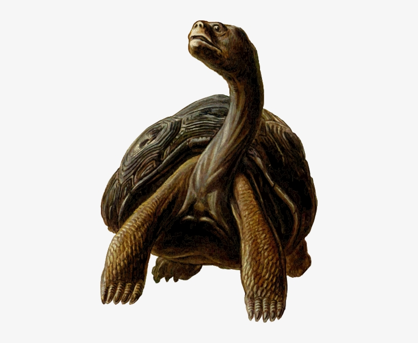 Small - Long Neck Turtle Cartoon, transparent png #330311