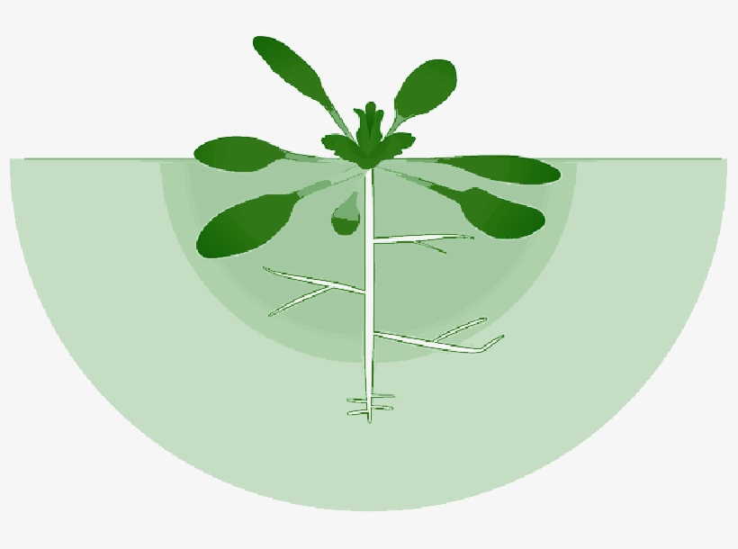 Mb Image/png - Root, transparent png #330519