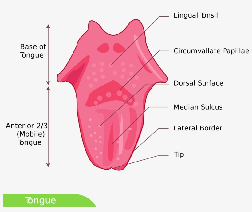 Open - Dorsal Surface Of Tongue, transparent png #330780