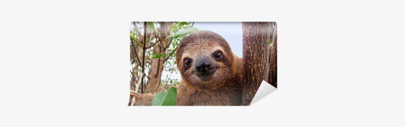 Cute Sloth Face, transparent png #331055