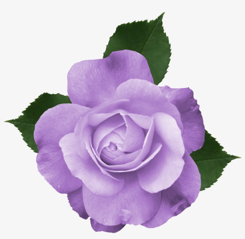 Beautiful Clipart Transparent Background, transparent png #331186