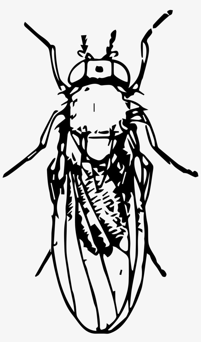 This Free Icons Png Design Of Pomace Fly, transparent png #331211