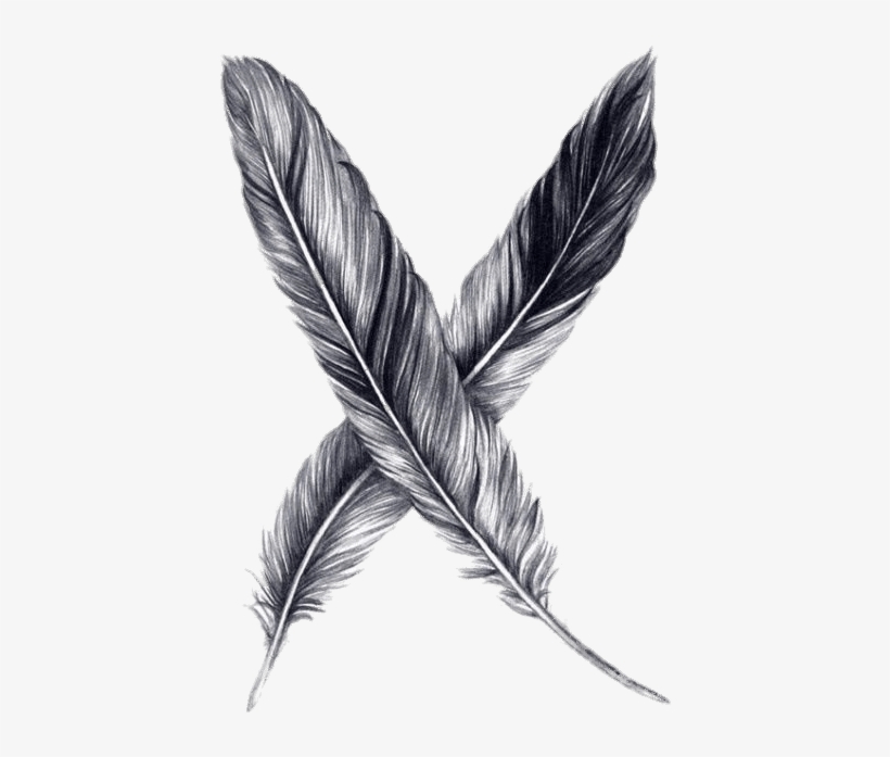 Feathers Drawing - Feather Drawing, transparent png #331559