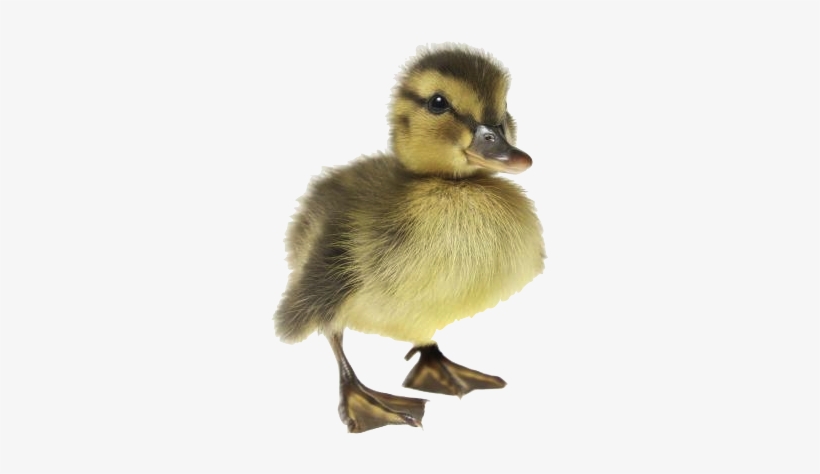 Baby Duck Transparent Png - Baby Ducks, transparent png #332370