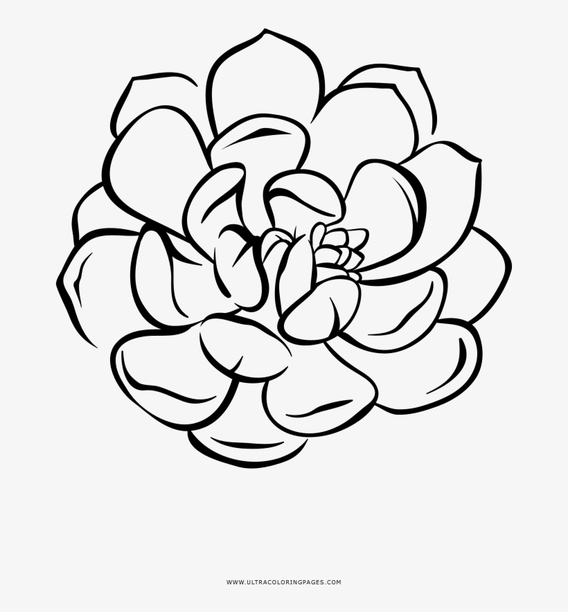 Succulent Coloring Page Free Transparent Png Download Pngkey