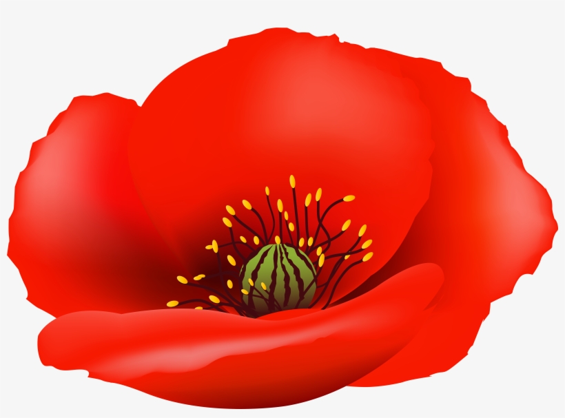 Poppy Flower Clipart Royalty Free - Clipart Poppy Flower Png, transparent png #333194