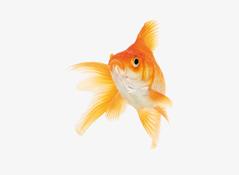 White, transparent png #333682