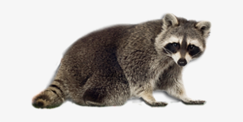 Amazing Animals: Raccoons [book], transparent png #333966