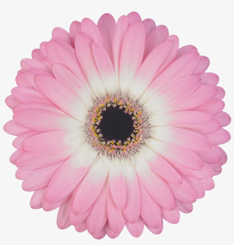 High Resolution Image, Download File - Yamaha R1 Clutch Boss, transparent png #334088