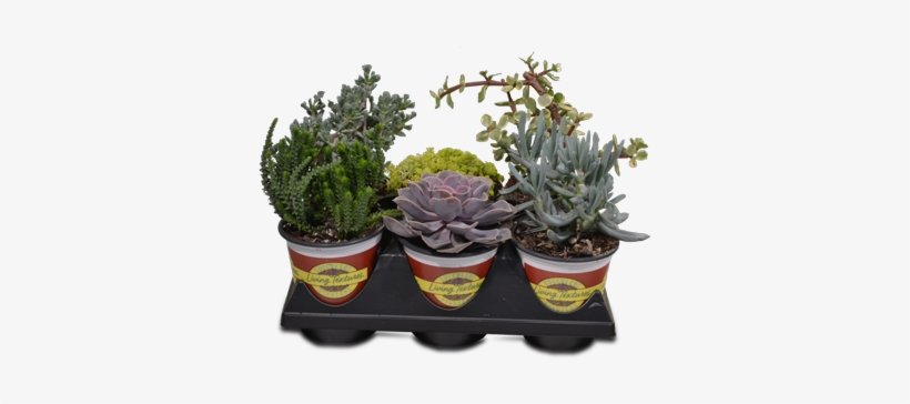 Succulent Starters - Succulent Plant, transparent png #334303