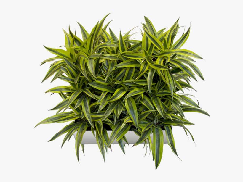 This Beautifully Modern Planter Tray Comes In Multiple - 14” Living Wall Planter, transparent png #335793