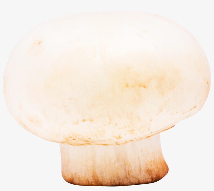 Download Mushroom Png Image - Wood, transparent png #335974