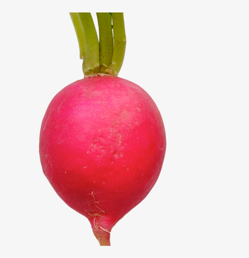 Radish Png - Radish, transparent png #336231
