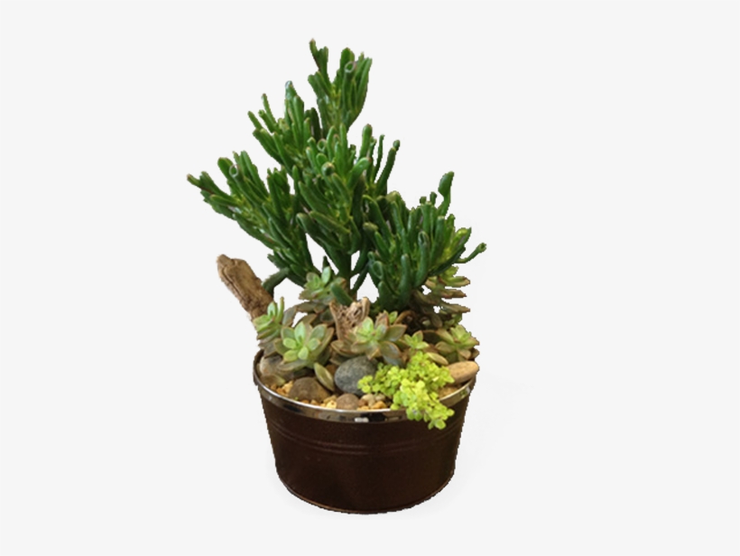 Succulent Garden - Kentucky, transparent png #337127