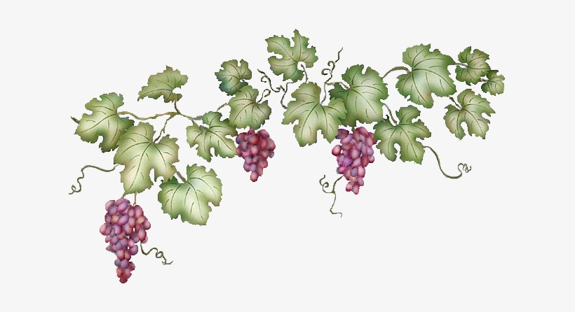 Horizontal Vine Horizontal Vine Png - Grape Vine Transparent Background, transparent png #337234